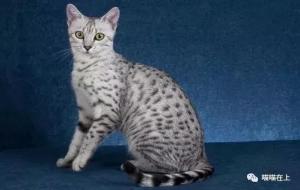 埃及猫是长毛猫吗（埃及猫详解）