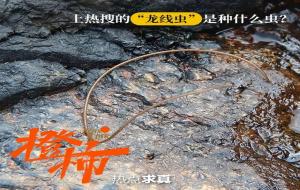 龙线虫是什么（龙线虫四川）