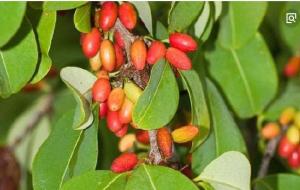 可卡因的颜色通常是白色粉末(科普答案)