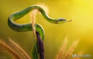 女人梦见蛇的七大预兆