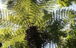 桫椤树是不是国家一级保护