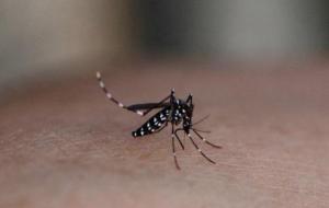 花蚊子和普通蚊子区别(花蚊子为什么这么毒)