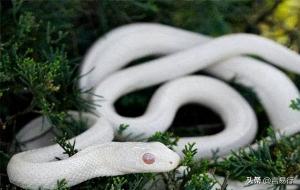 虬褫什么意思(虬褫真的存在吗)