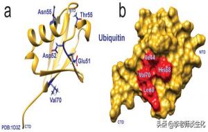 苏木化修饰和泛素化修饰