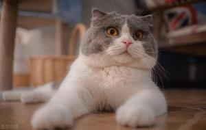 林黛玉阴阳怪气语录(林黛玉怼人语录)