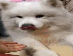 萨摩耶犬多少钱一只 好养吗