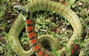 虎斑颈槽蛇（虎斑游蛇）