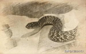 尖吻蝮就是五步蛇吗(是几级保护动物)