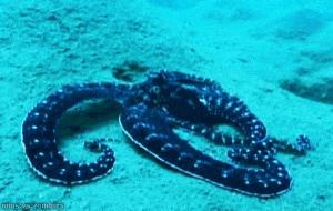 拟态章鱼变身图片(神奇变身)