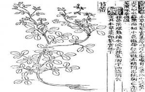 救荒本草是哪个朝代的（作者哪一代的）