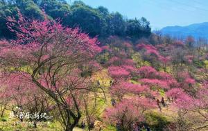 在那桃花盛开的地方是哪个地方