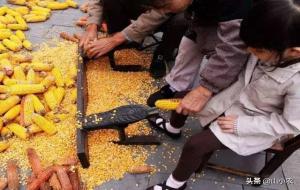麻包谷是什么意思(掰玉米)