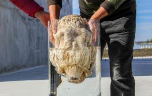 肉灵芝是什么东西(肉灵芝的功效和作用)