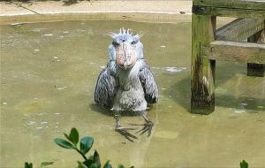 鲸头鹳几级保护动物(鲸头鹳介绍)