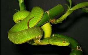 青竹蛇有毒吗（青竹蛇毒性是否致命）