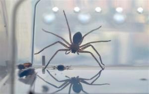 白额高脚蛛可以当宠物吗(不结网不伤人可放心家养)