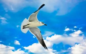 海燕象征着什么精神 海燕象征什么品质的人