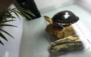 安布闭壳龟好养吗 可以冬眠吗