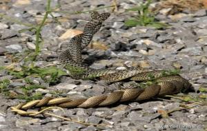 所有蛇都是卵生的吗(错误)