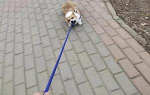 翻肠子的意思（翻肠子狗狗可以自己治愈吗）