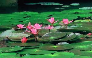 青木瓜之味(寻找童年里的那棵木瓜树)