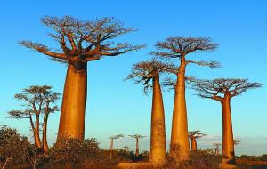 猴面包树为什么可怕(为什么叫生命之树)