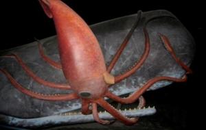 大王酸浆鱿和大王乌贼谁更大