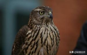 熬鹰是什么意思（熬鹰的含义）