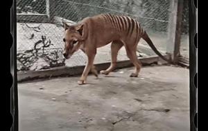 袋狼灭绝了吗(袋狼还存在活着吗)