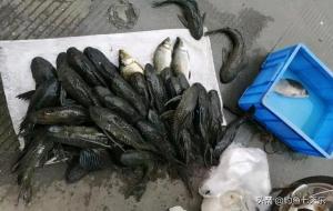 清道夫耐旱能力怎么样(让你看看有多强)