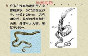 半索动物门属于脊索动物吗（代表动物）