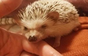 非洲迷你刺猬寿命 臭不臭(注意事项)