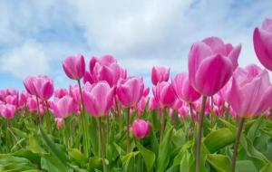 郁金香千万不能乱送(郁金香花语和寓