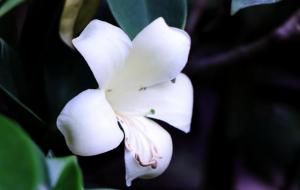 非洲茉莉和灰莉是一种花吗（区别）