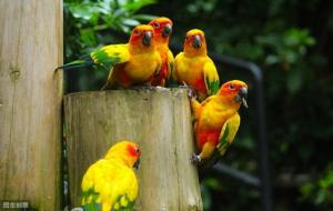 小太阳鹦鹉可以养吗犯不犯法