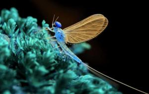 世界十大寿命最短的动物(自然界寿命短排行)