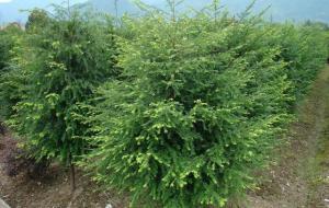 红豆杉树的功效与作用