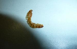 面包虫有多可怕(凶残又危险还能钓鱼)