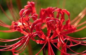 彼岸花的寓意和象征(彼岸花的花语)