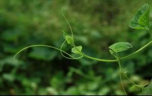 孟姜女哭长城的故事（在哪个地方）