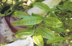 鸭屎香是什么茶(鸭屎香凤凰单丛茶叶简介)