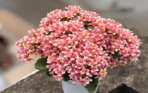 三种人不能养长寿花(长寿花注意事项