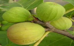 无花果有花吗（正确答案）