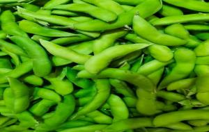 菽是指什么(菽俗称大豆)