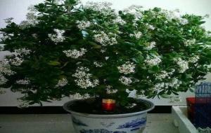 在逆境中顽强生长的花，5种漂亮植物