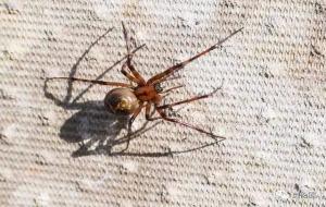 黑寡妇蜘蛛有多毒 能毒死人吗(一只蜘蛛吓瘫一个学校)