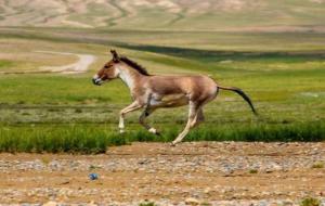 西藏野驴的天敌(藏野驴是几级保护动物)