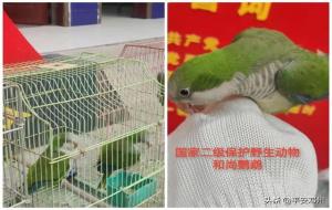 幽禽指的是什么鸟