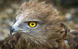 凶猛的鸟类 角雕叫什么(强大的猛禽)