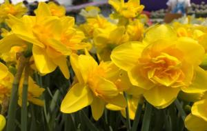 生日花对照表365天(生日花查询)